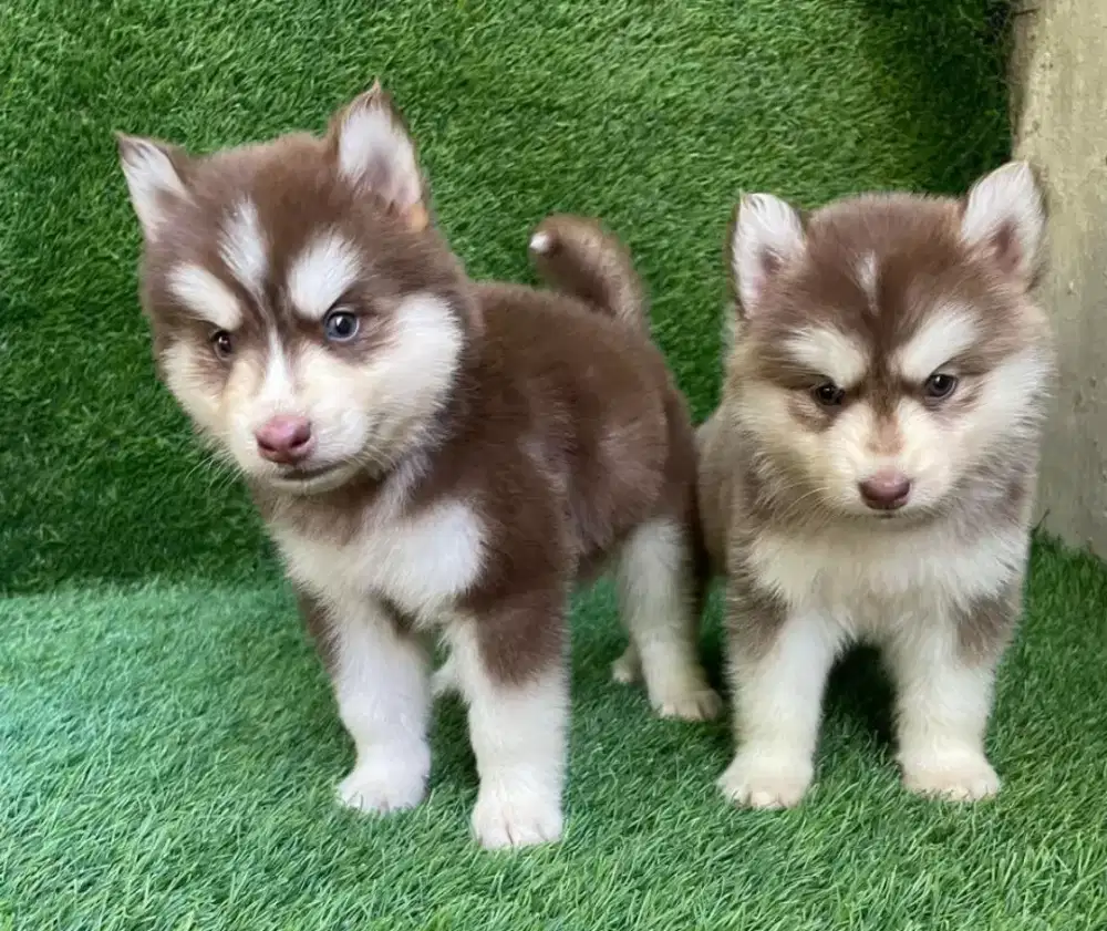 DIJUAL PUPPY ANJING SIBERIAN HUSKY
