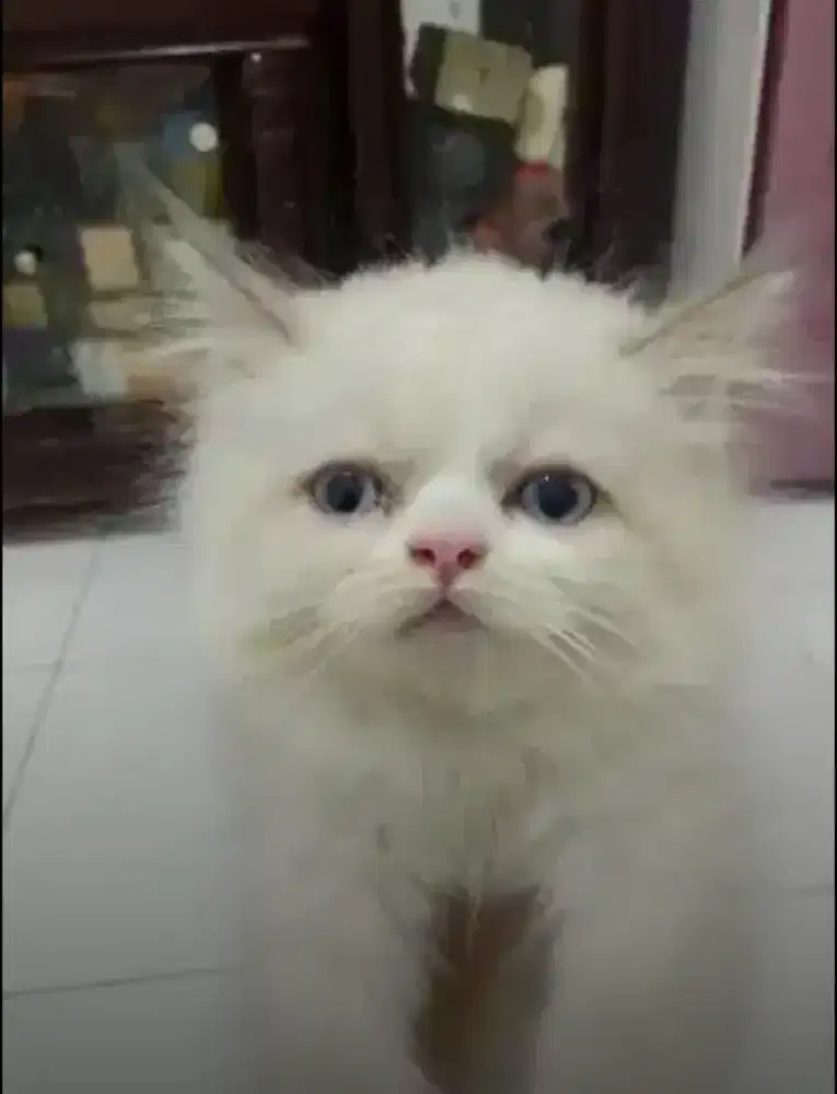 Kucing Persia  Himalaya