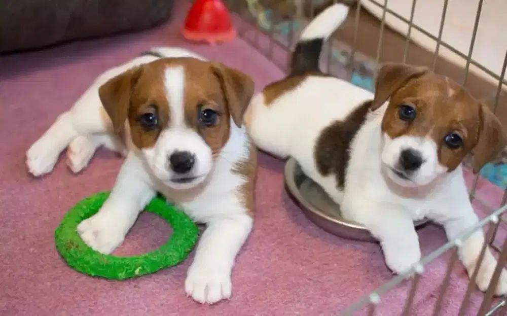DIJUAL PUPPY ANJING JACK RUSSEL TERRIER