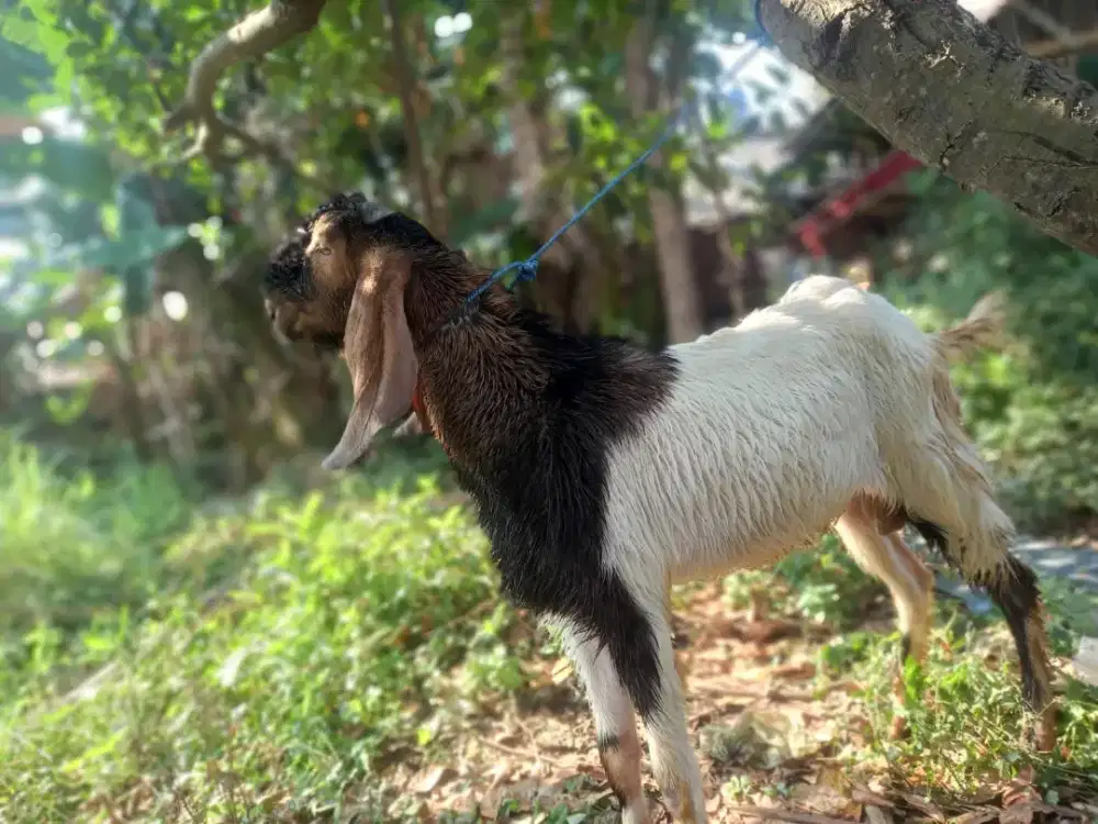 Bismillahirrahmanirrahim jual kambing buat aqiqah dan qurban
