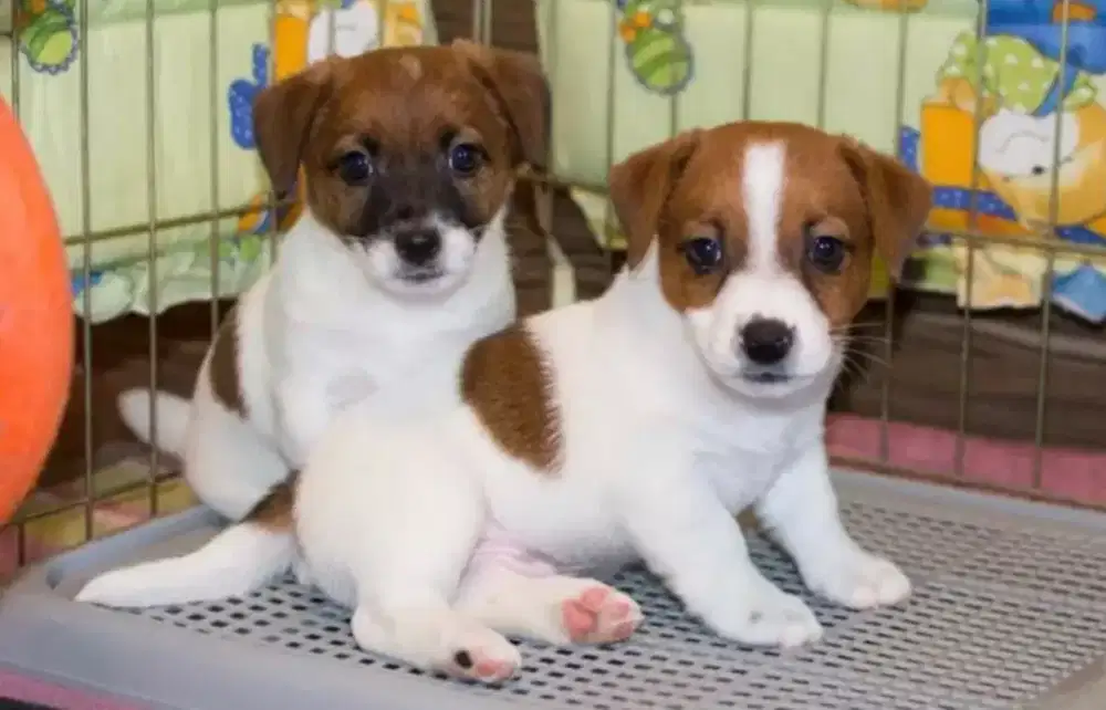 DIJUAL PUPPY ANJING JACK RUSSEL TERRIER