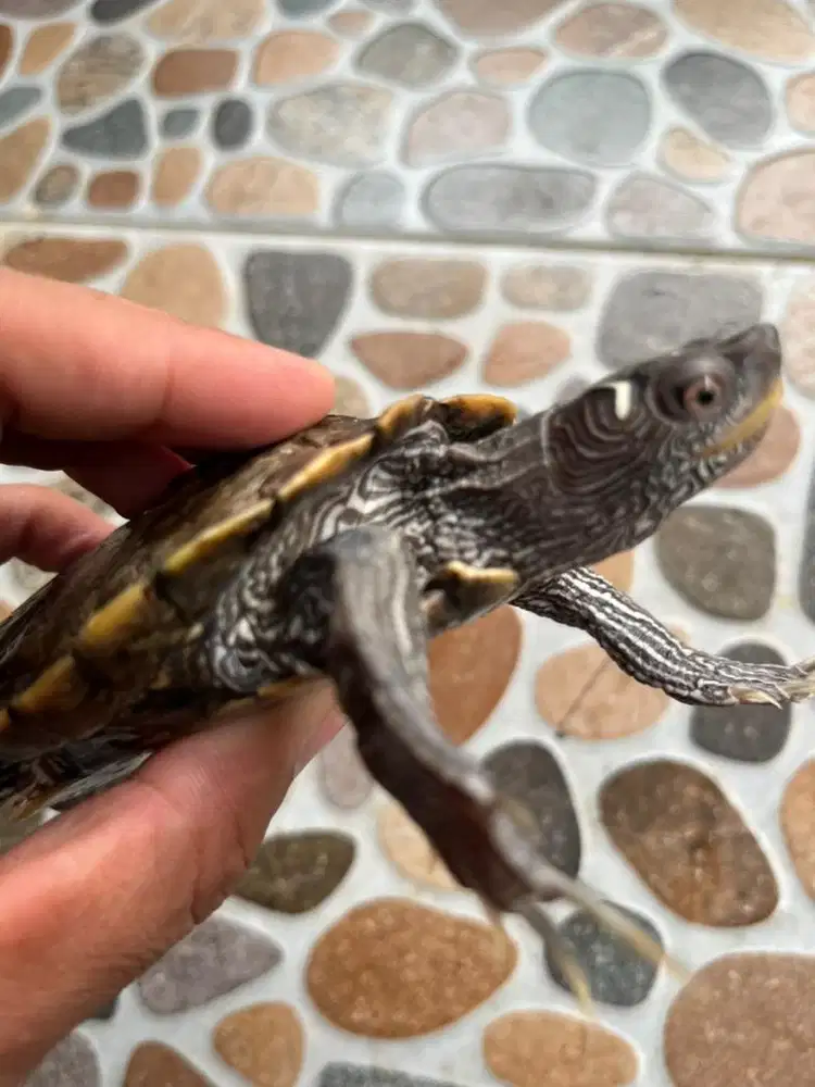 Dijual Indukan Kura-Kura Mississipi Map - Siap Breeding!