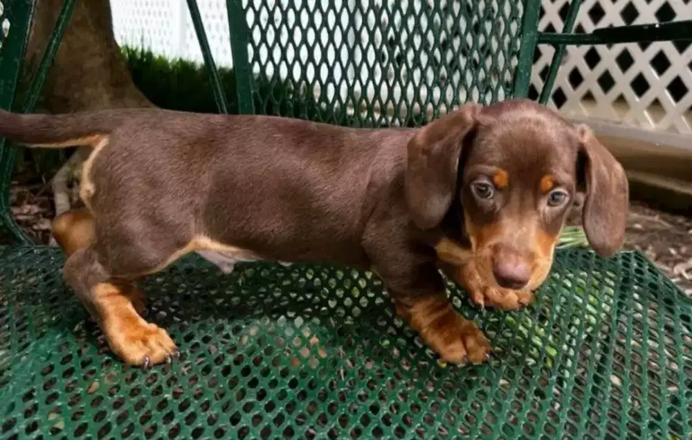 DIJUAL PUPPY ANJING MINI TEKEL