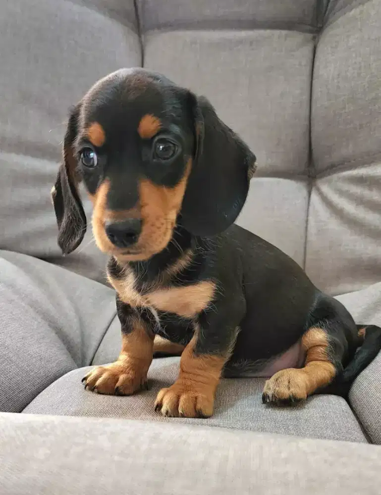 DIJUAL PUPPY ANJING MINI TEKEL