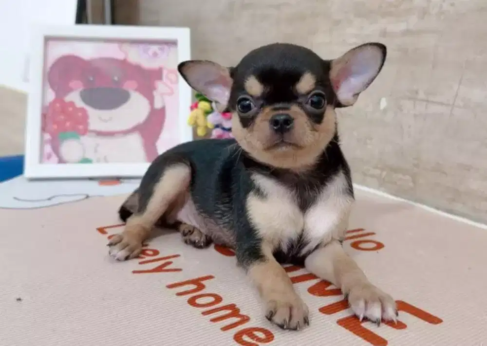 DIJUAL PUPPY ANJING CHIHUAHUA
