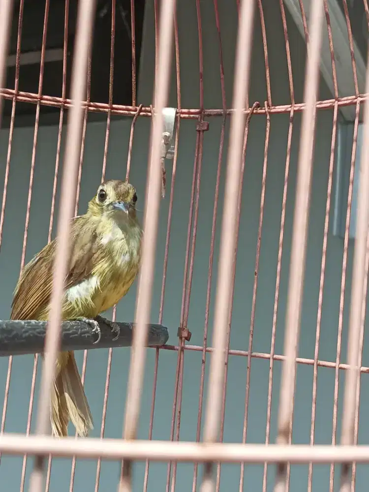 Burung berinji rambut tunggir rajin bunyi