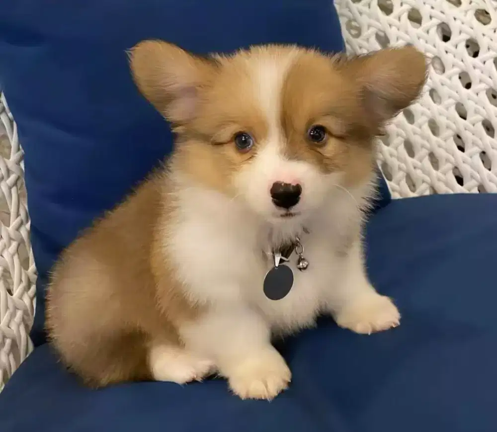 DIJUAL PUPPY ANJING PEMBROKE WELSH CORGI