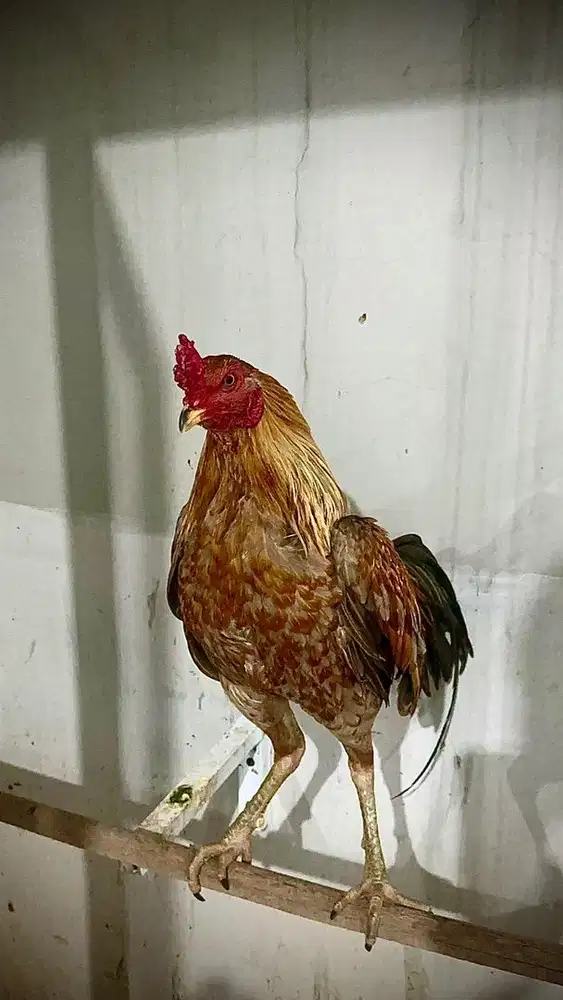 Ayam Pama Super
