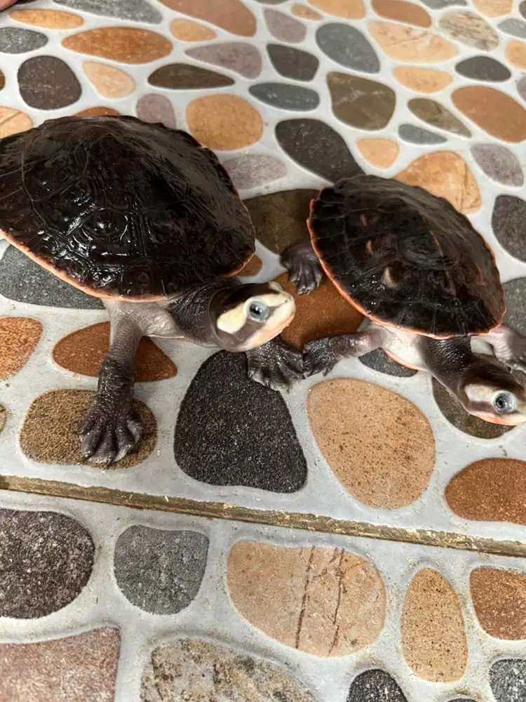 DiJual Sepasang Kura-Kura Damer – Siap Breeding!