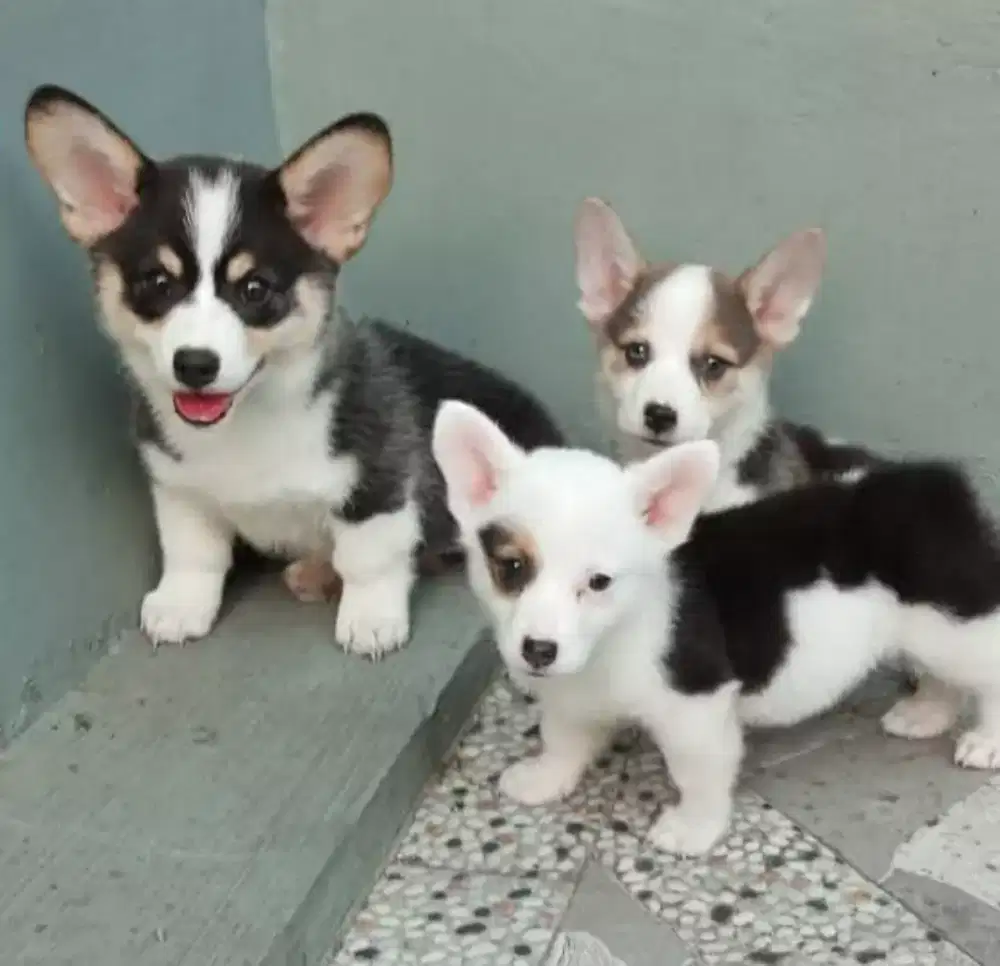 DIJUAL PUPPY ANJING PEMBROKE WELSH CORGI