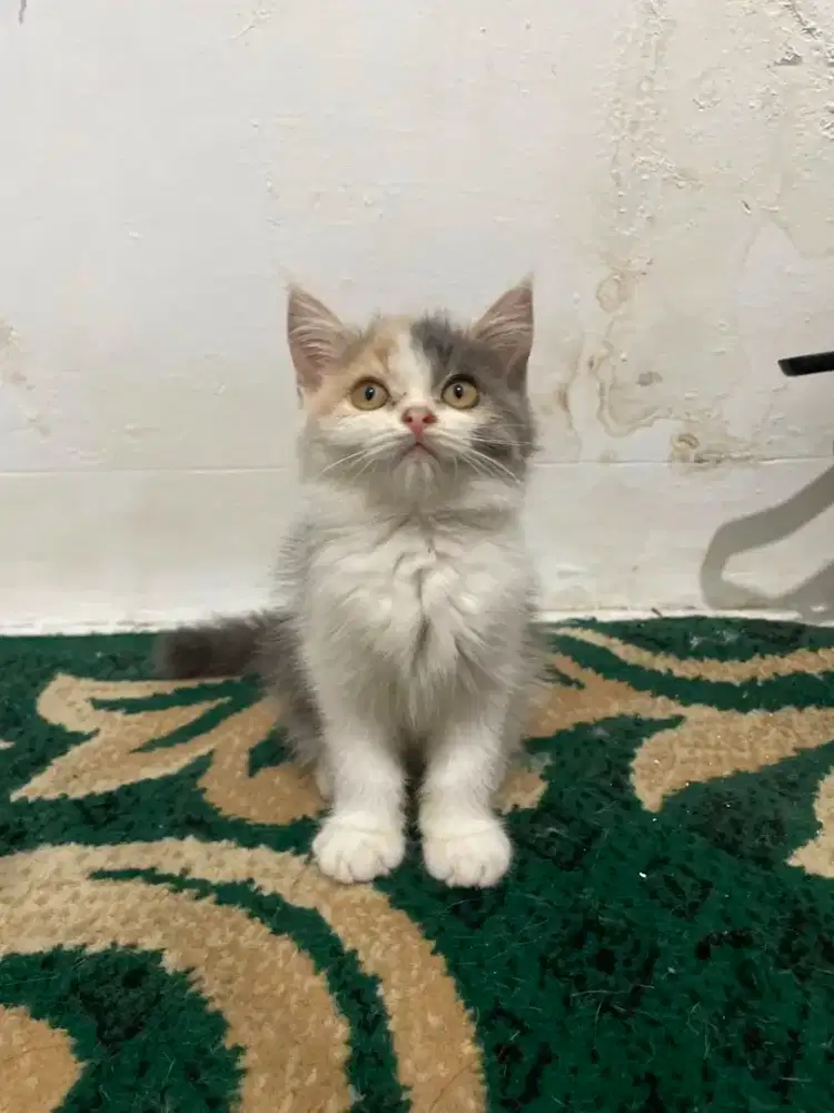 Blh x munchkin bsh