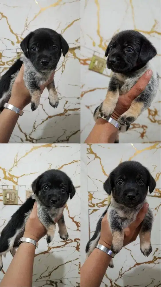 ANAK BEAGLE MIX CAMPURAN