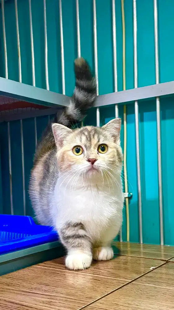 Kucing munchkin betina line bsh munchkin