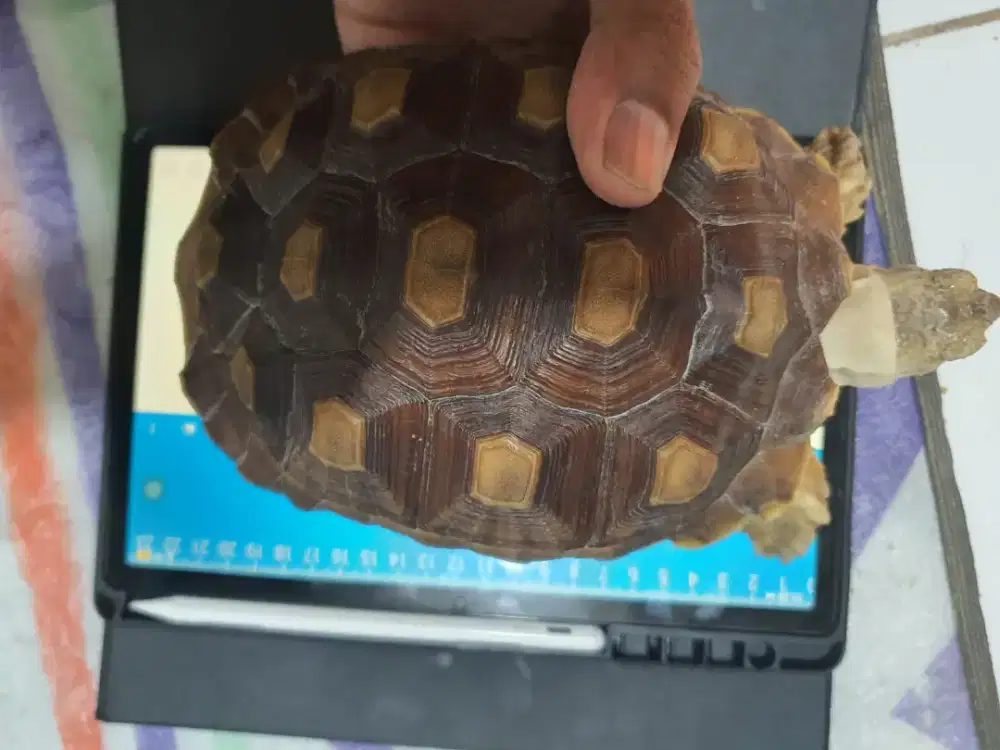 Kura kura sulcata