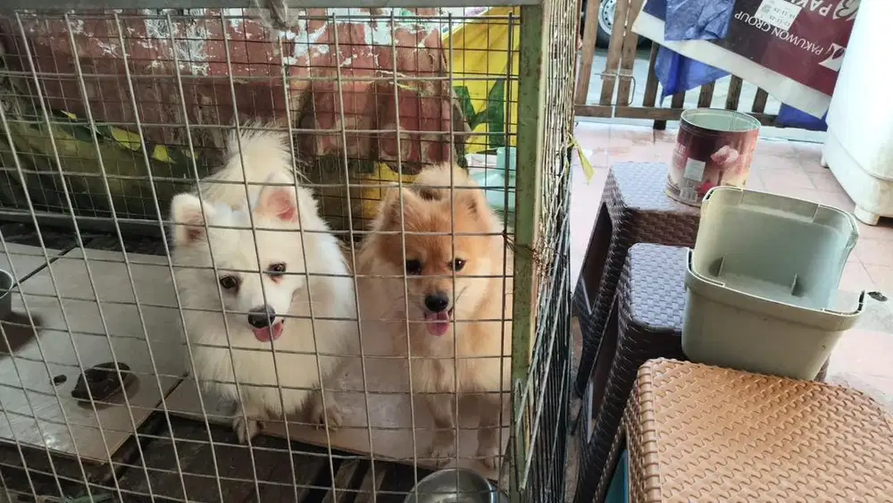 Jual Anjing Pom