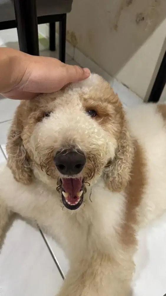 OPEN ADOPT WITH FEE