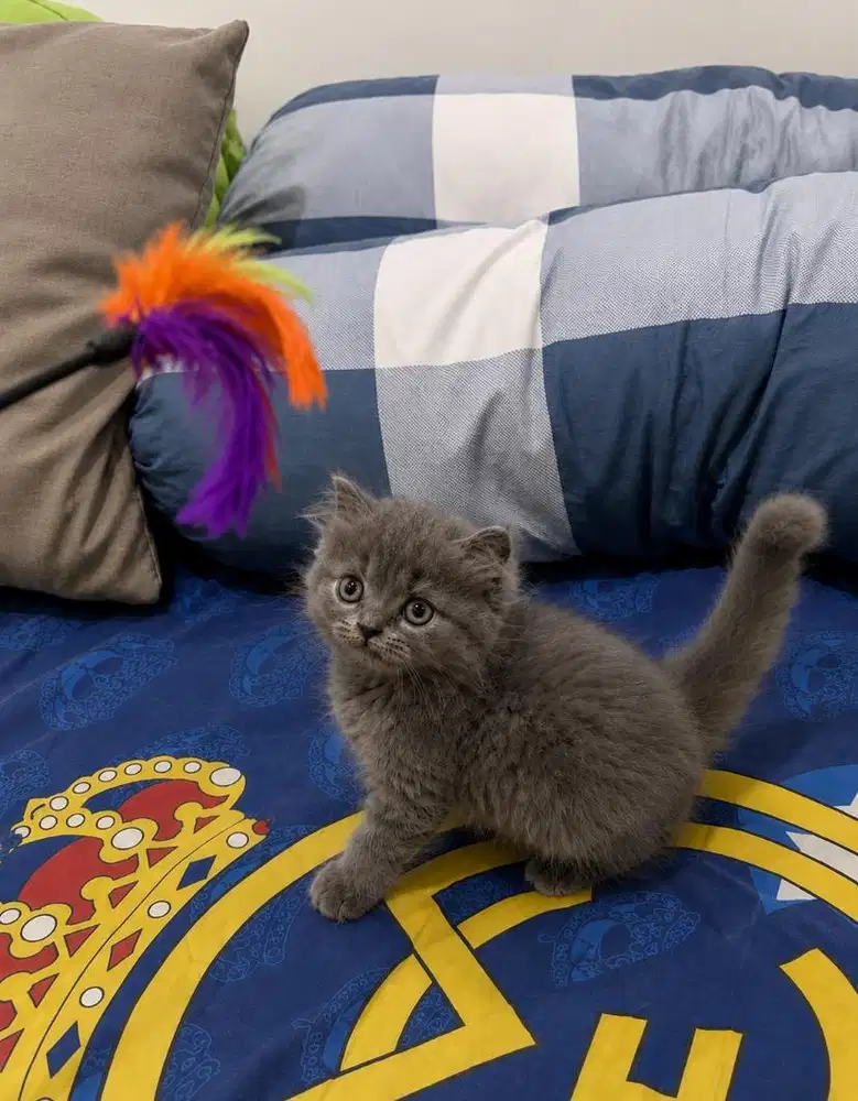 kitten bsh x himalaya jantan