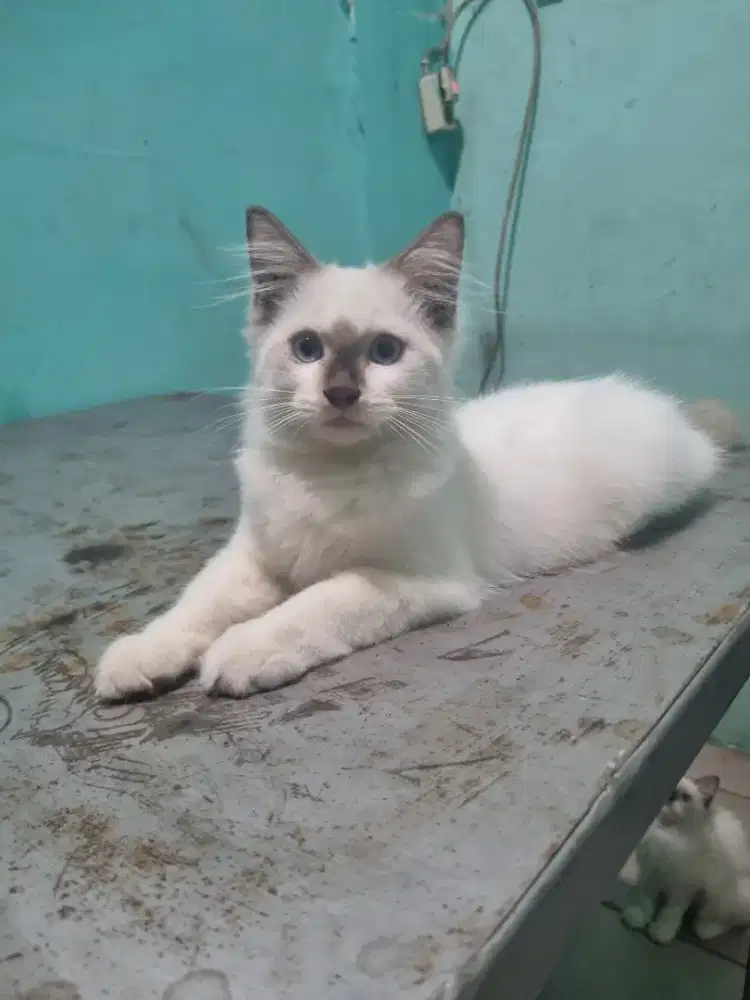 kucing ragdoll umur 4 bulan jantan nonped , aktif,sehat lincah.