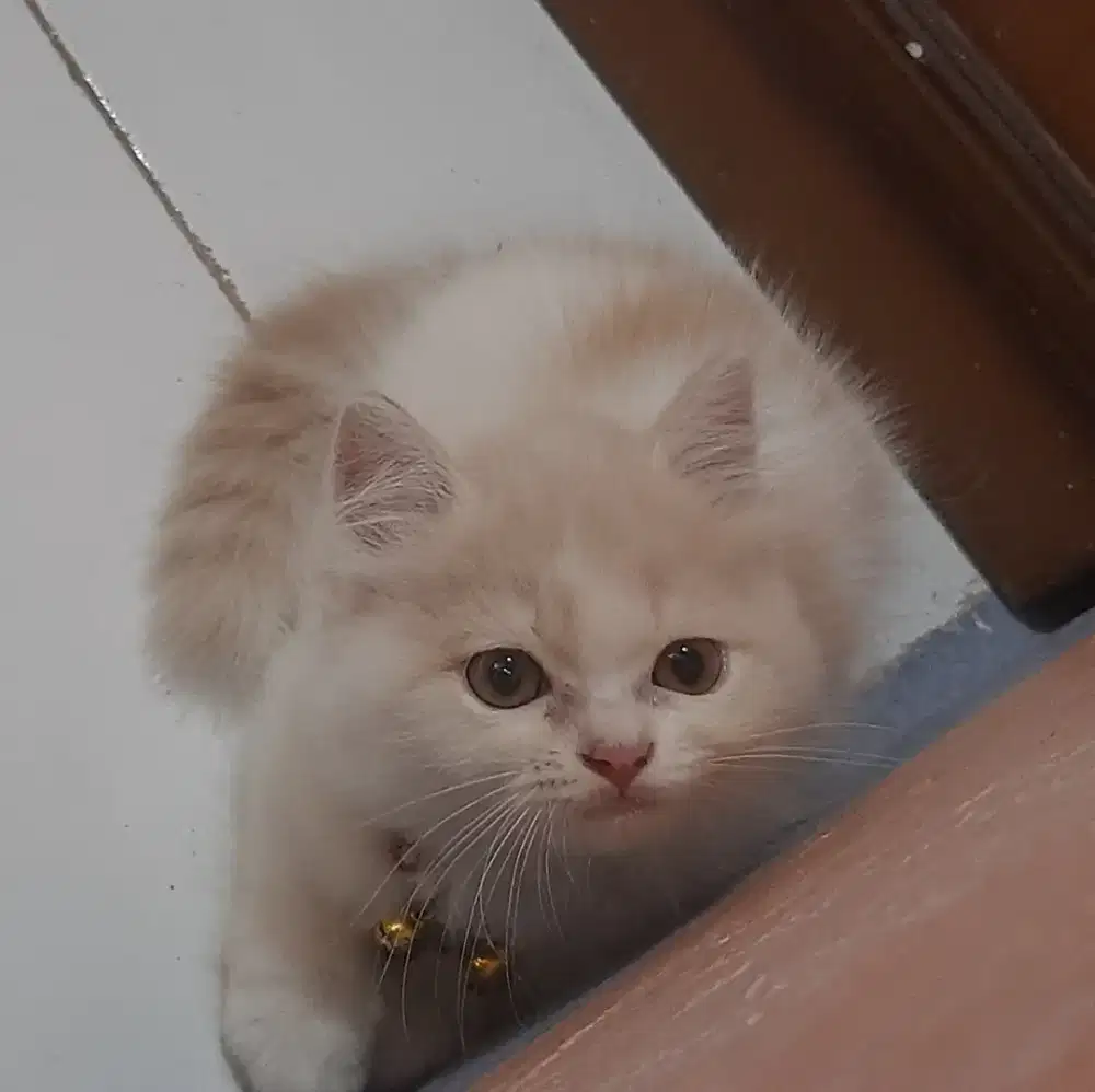 Kitten Anak Kucing Persia Jantan