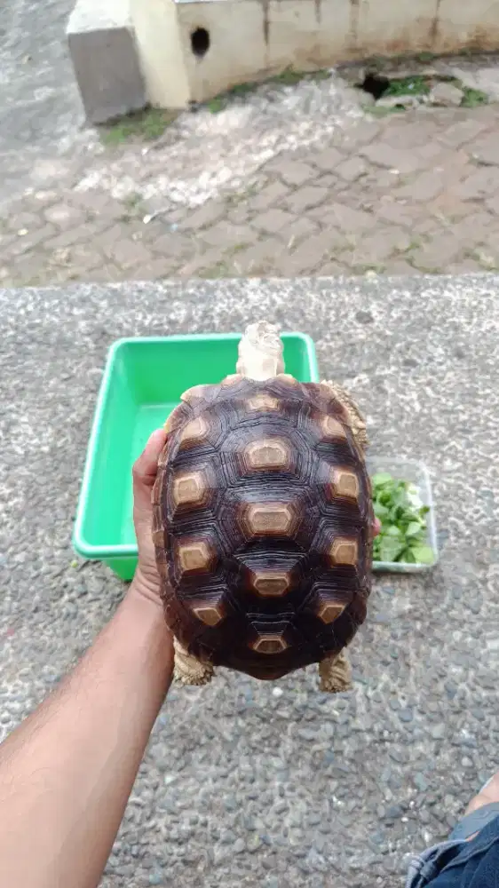 Sulcata ukuran 18-19cm