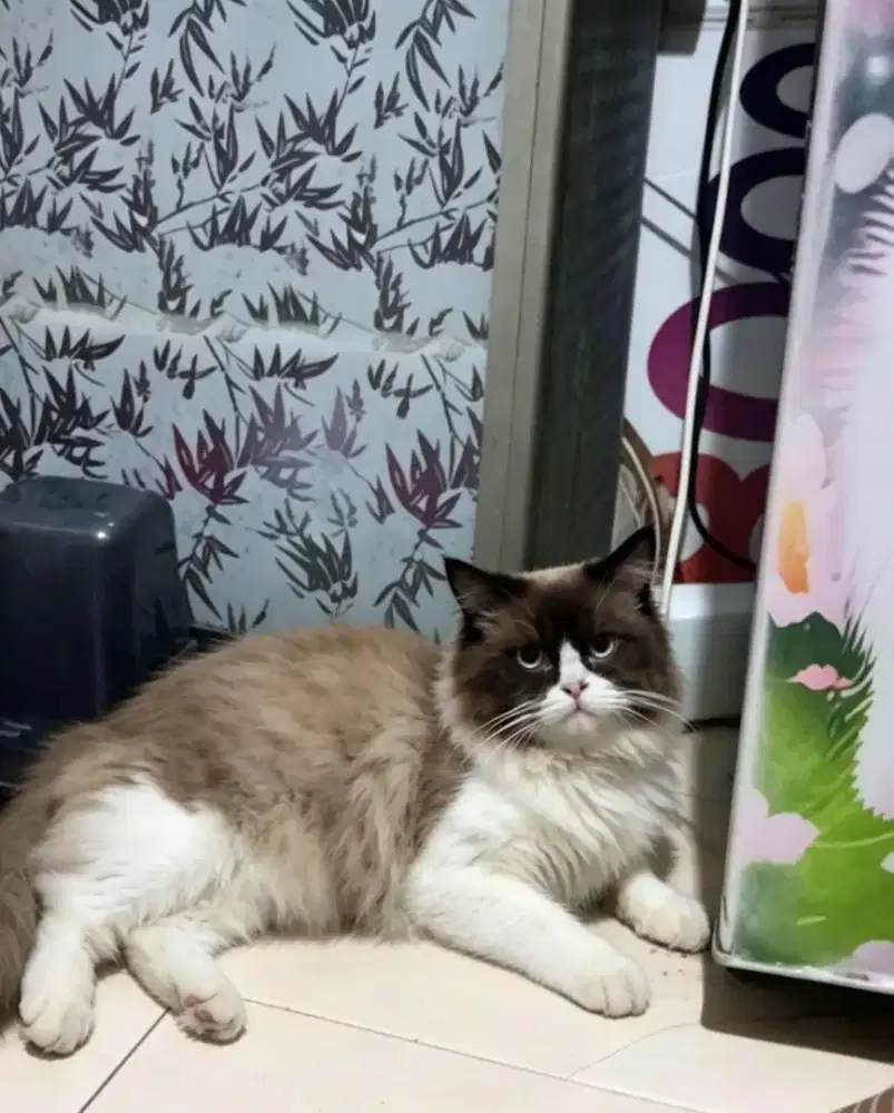 Kucing ragdoll jantan