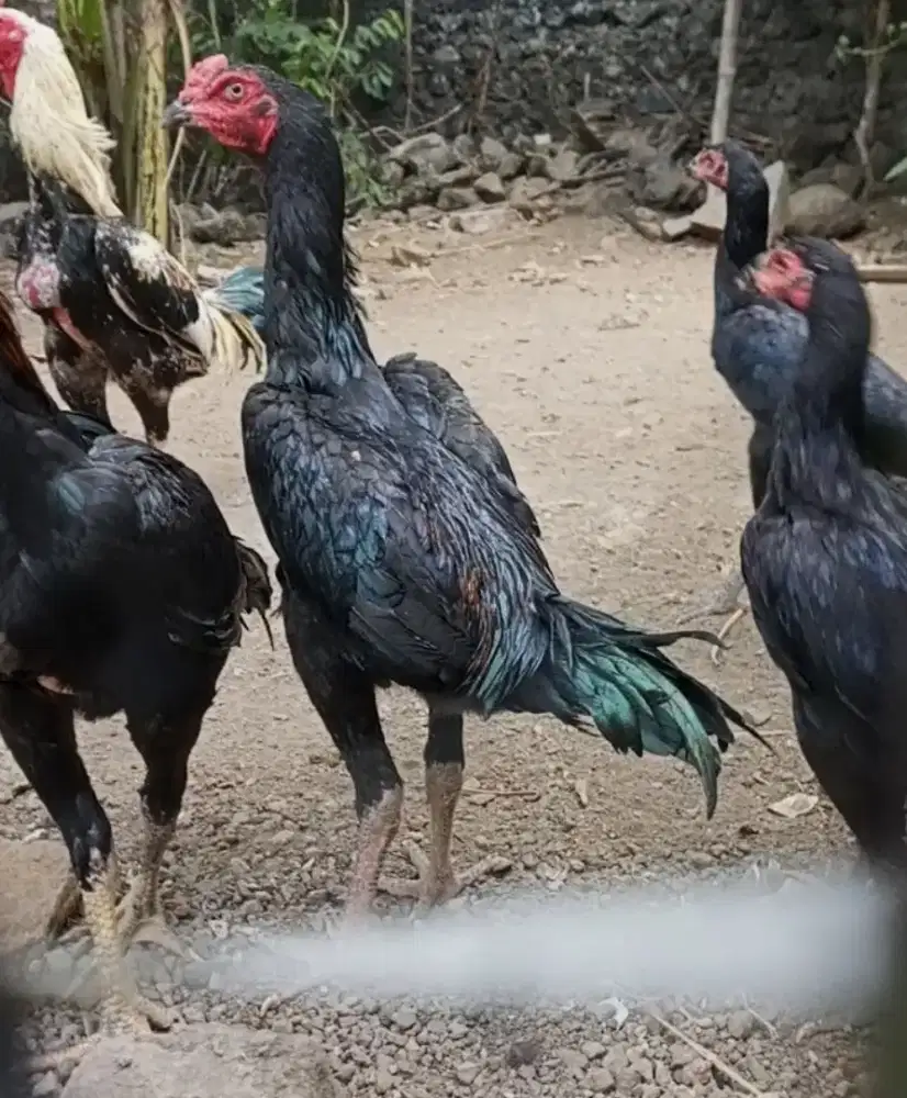 Ayam bangkok silang shamo