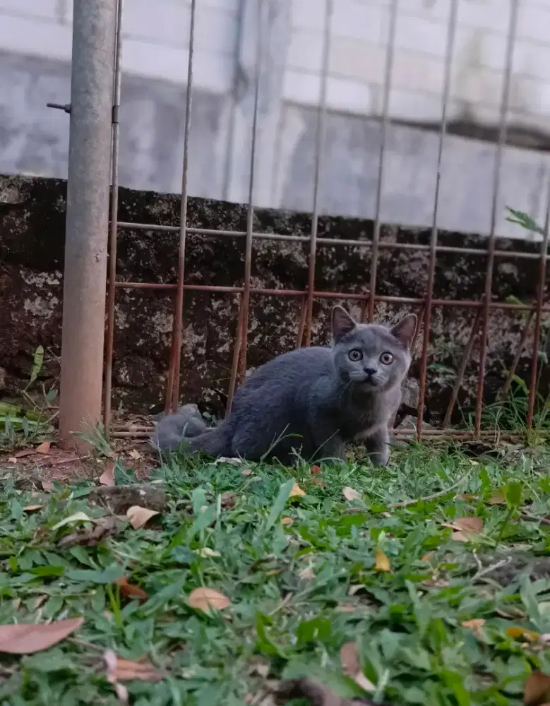 Bsh mix Russian blue (jantan)