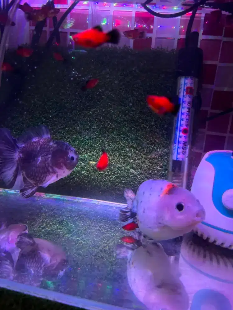 Jual Ikan Rancu dan Oranda