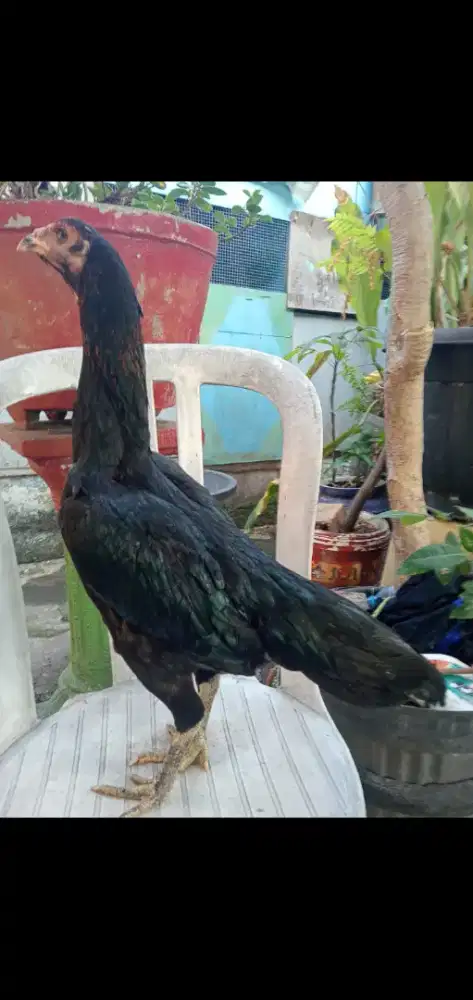Ayam betina koytrad pkul keras