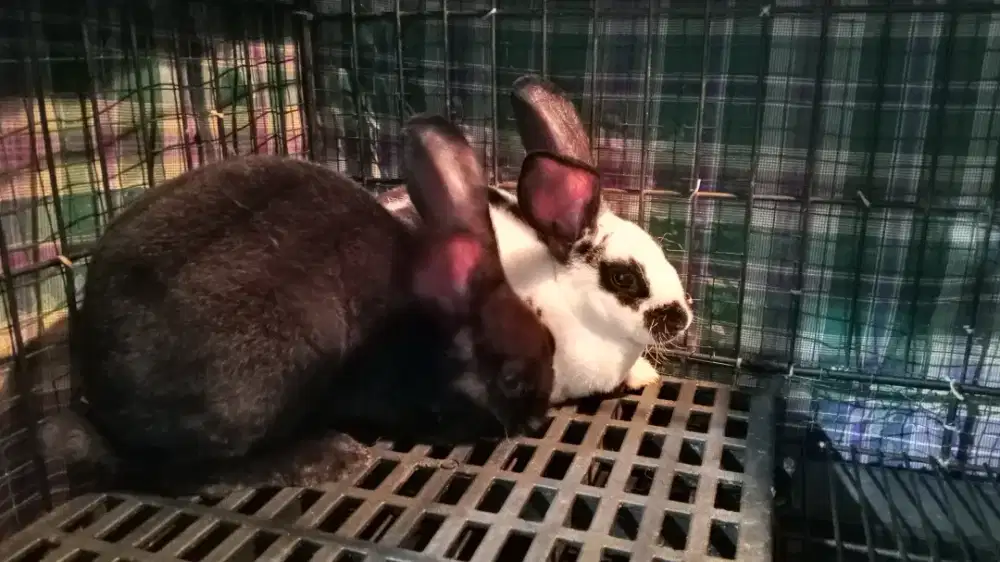 KELINCI HIAS REX ( Classicrabbit_Buitenzorg )