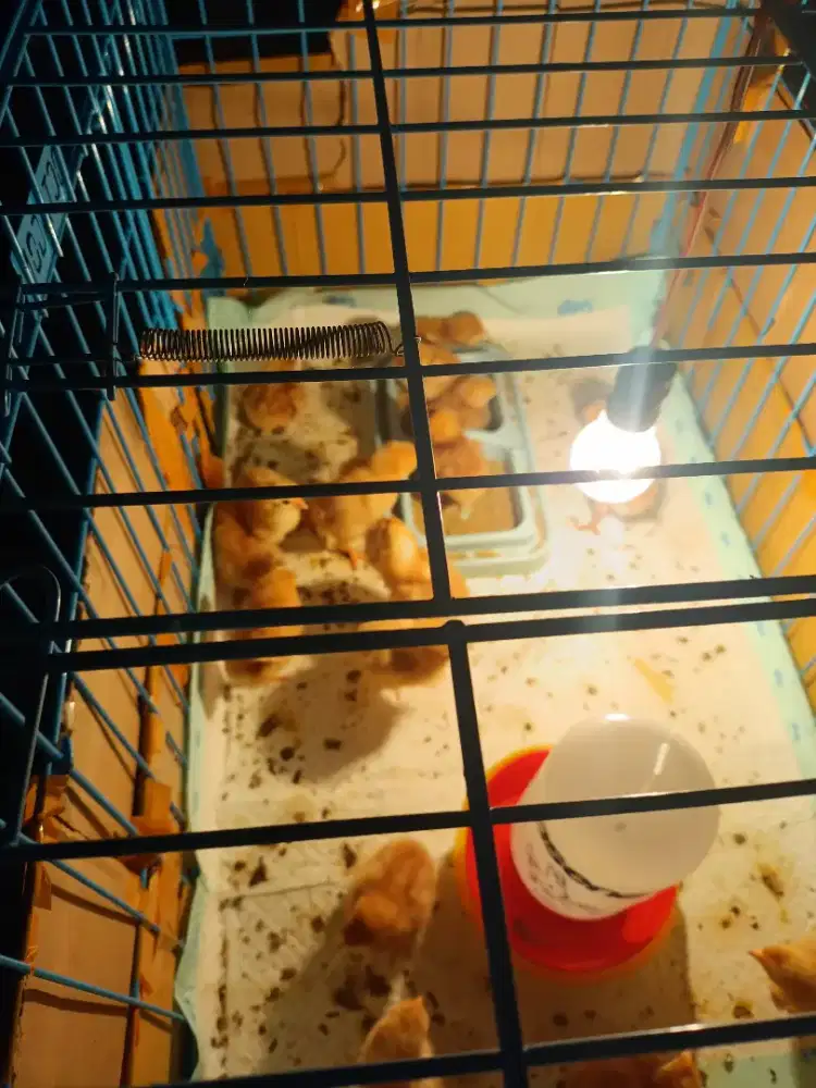 anak ayam petelur