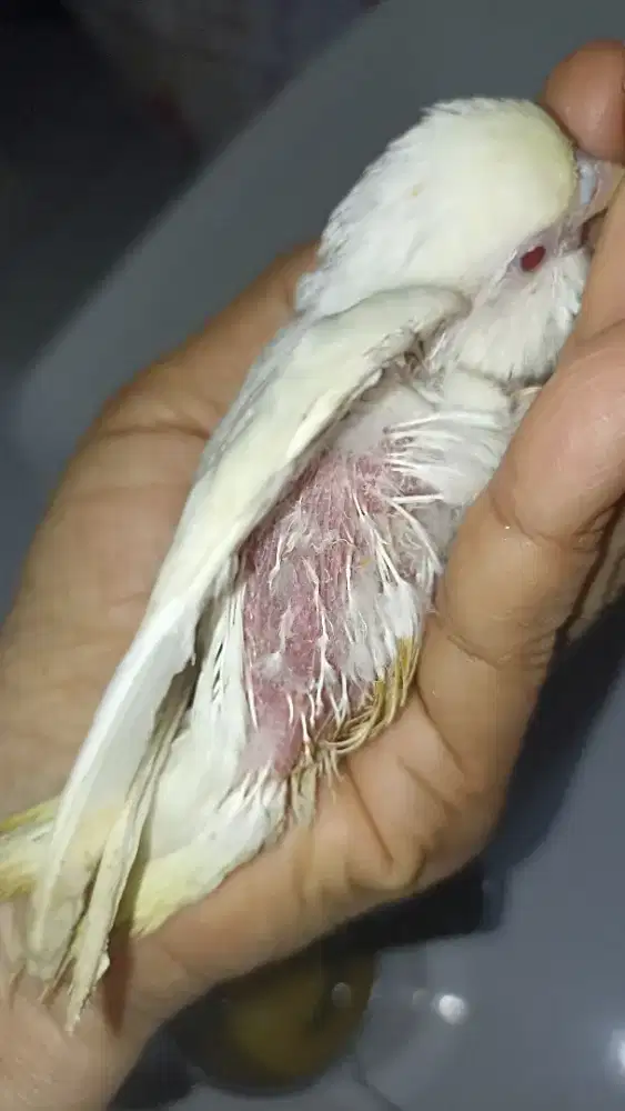 Parkit mutasi MM jinak