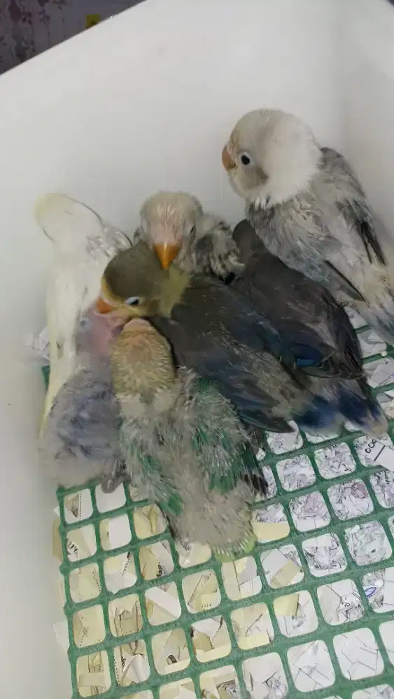 Lovebird aneka jenis