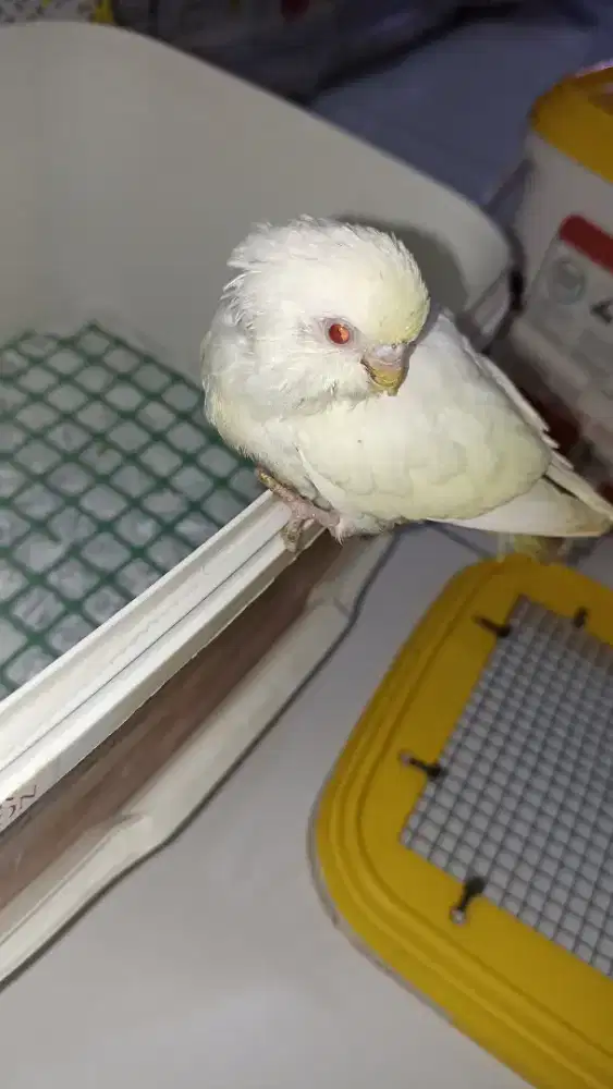 Parkit mutasi spangle jinak