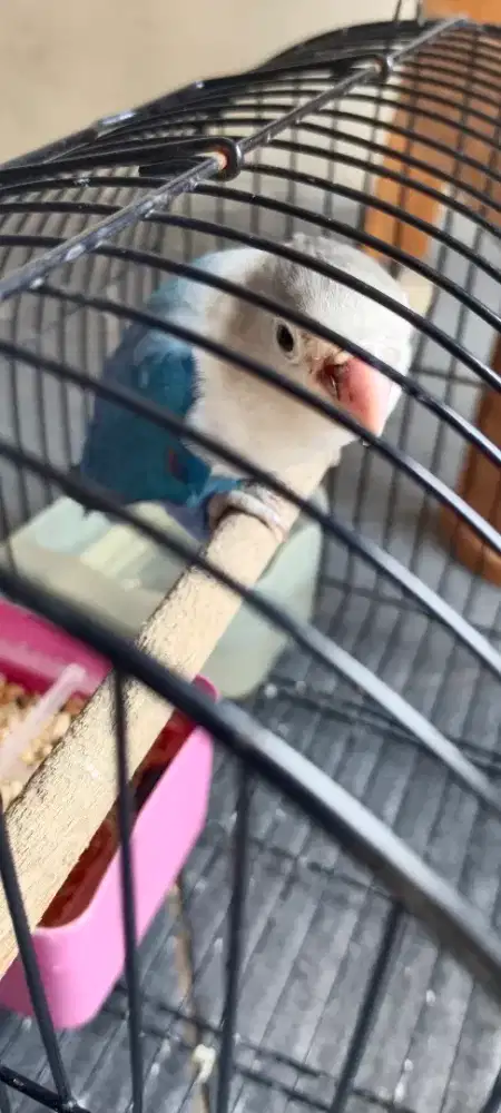 Lovebird 3 ekor , yg satu udh pasangan