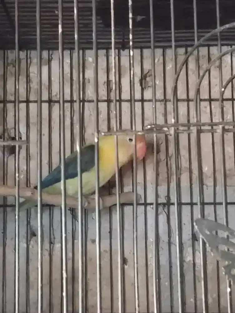 Dijual burung love bird biola PB