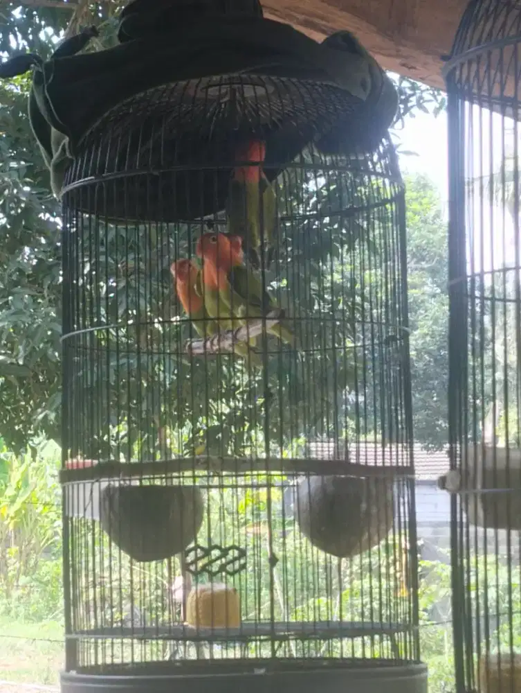Dijual burung Love bird biola green