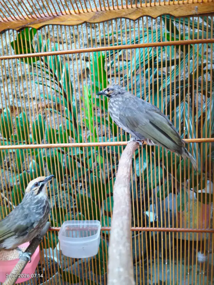 Cucak rowo hutan dna sepasang