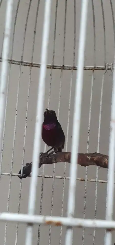Jual cepat burung kolibri ninja