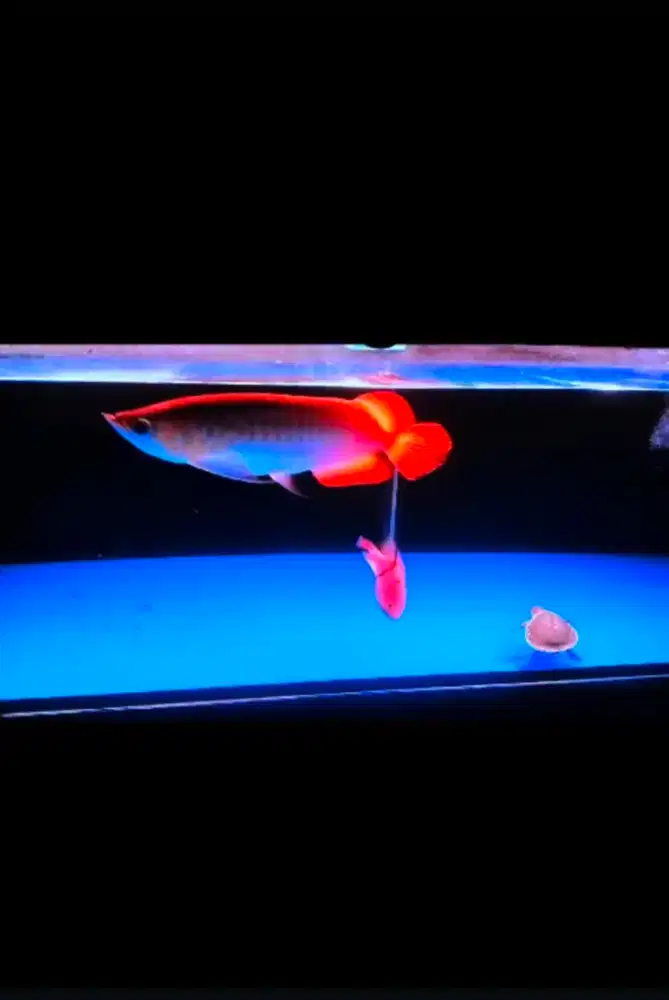 Ikan Arwana Super Red
