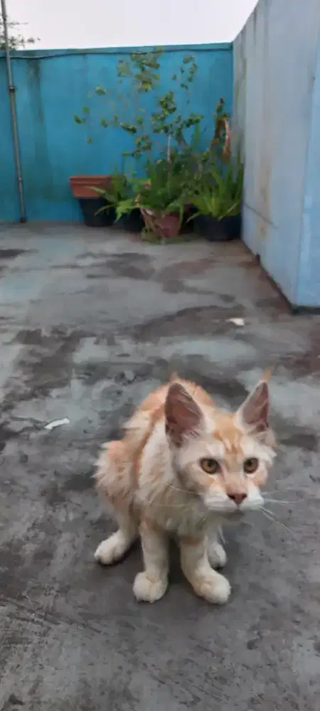 Mainecoon Betina non ped