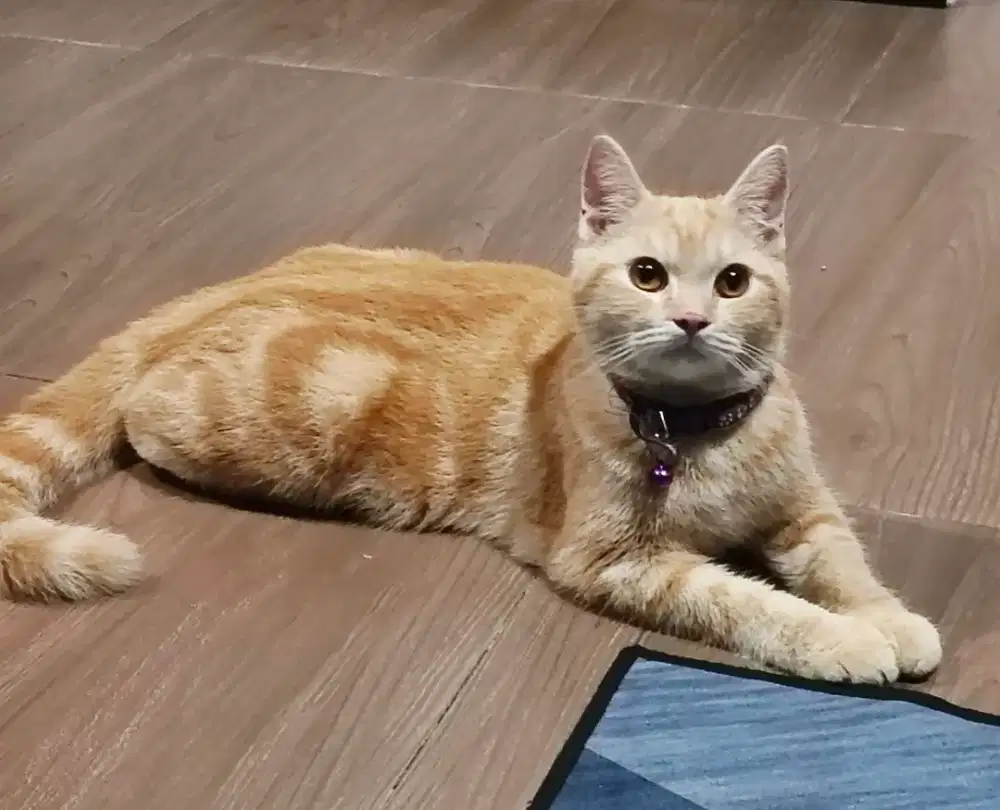 Kucing Munchkin NS tidak cebol