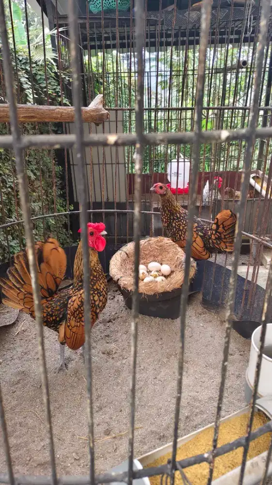 Ayam batik kanada, indukan sedang bertelur perdana