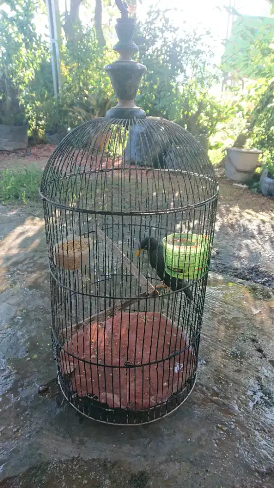 jalak mata putih remaja sama sangkar
