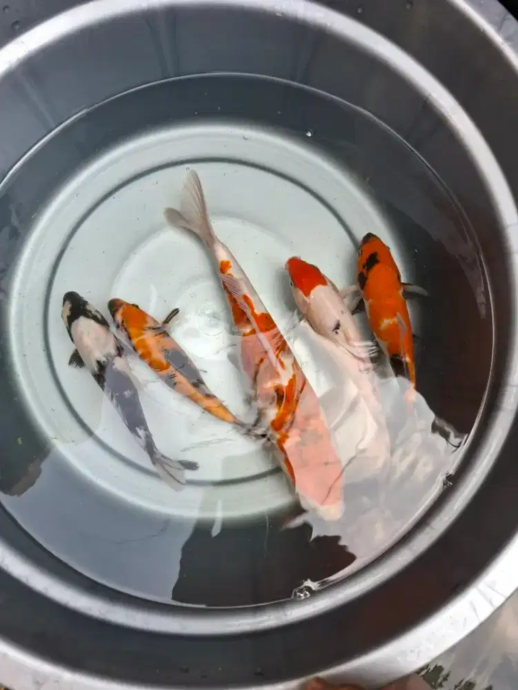 Jual 5 Ekor ikan Koi