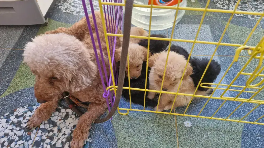 Mix poodle cantik cantik