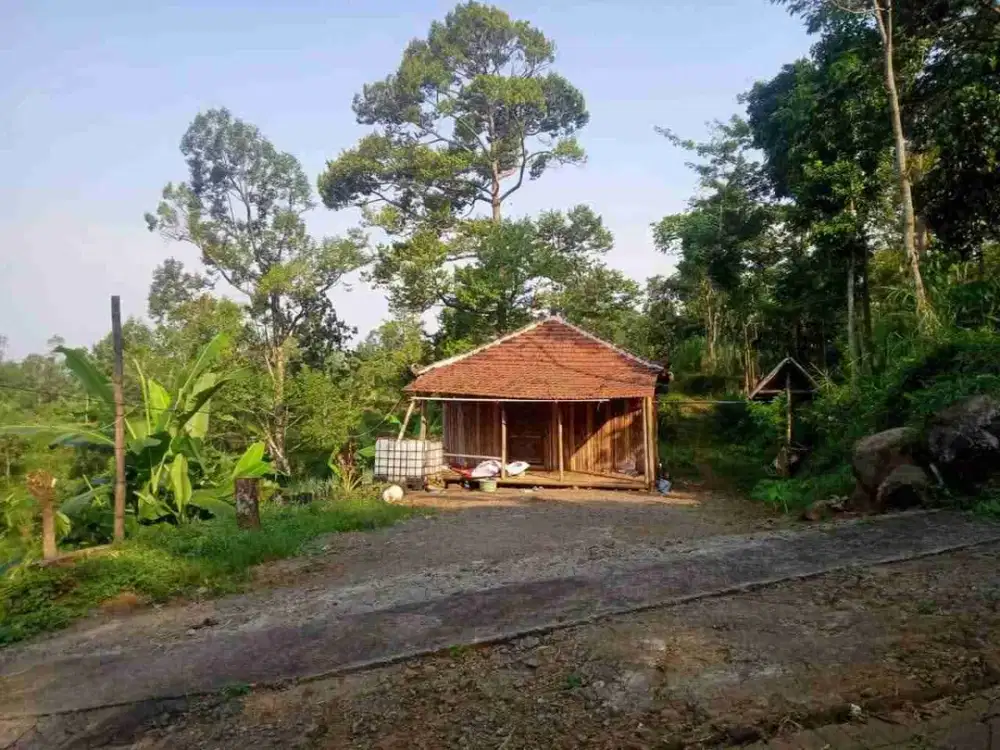 Dijual Kebun Duren Dan Alpukat Di Sekarmojo Pasuruan Jawa Timur