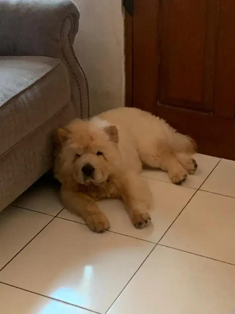 ANJING CHOWCHOW