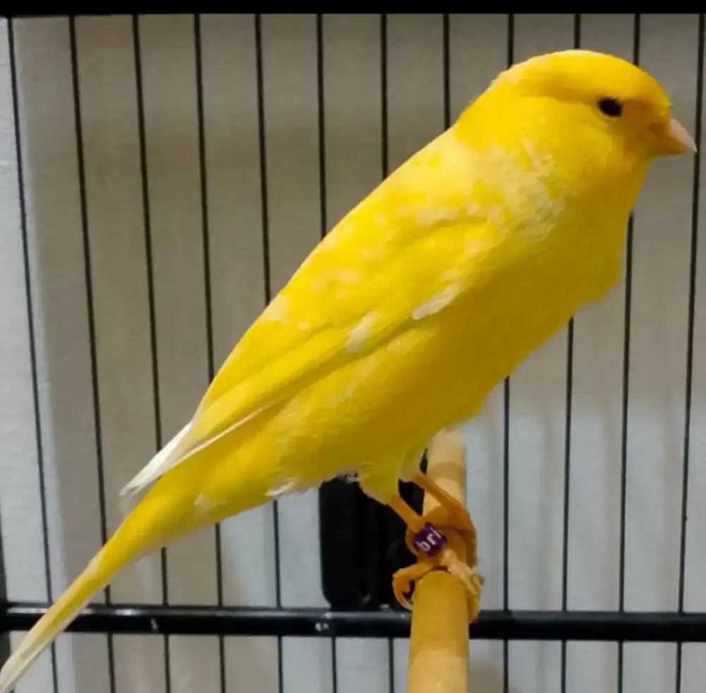 Burung kenari loper