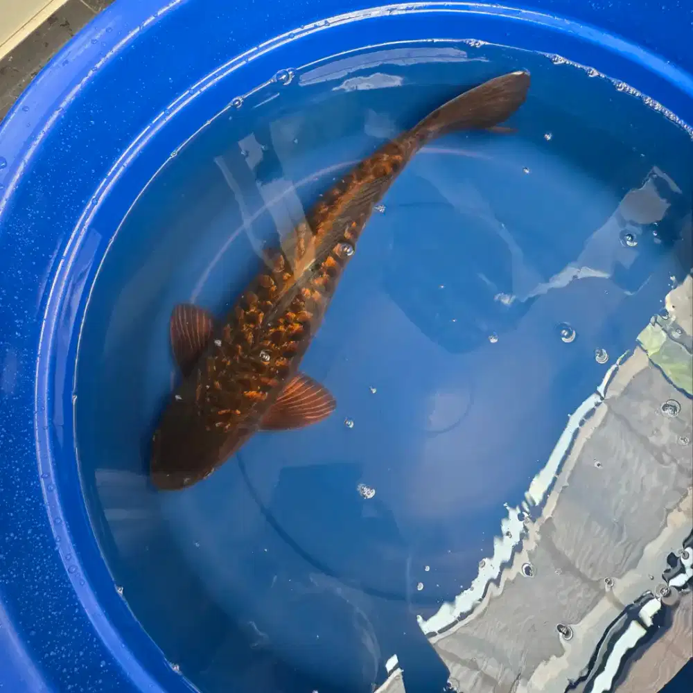 Koi Aragoke 45 cm